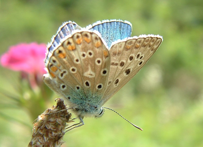 Polyommatus icarus